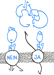 Hannes Kater  Detail einer Zeichnung, August 2026